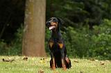 DOBERMANN 1226